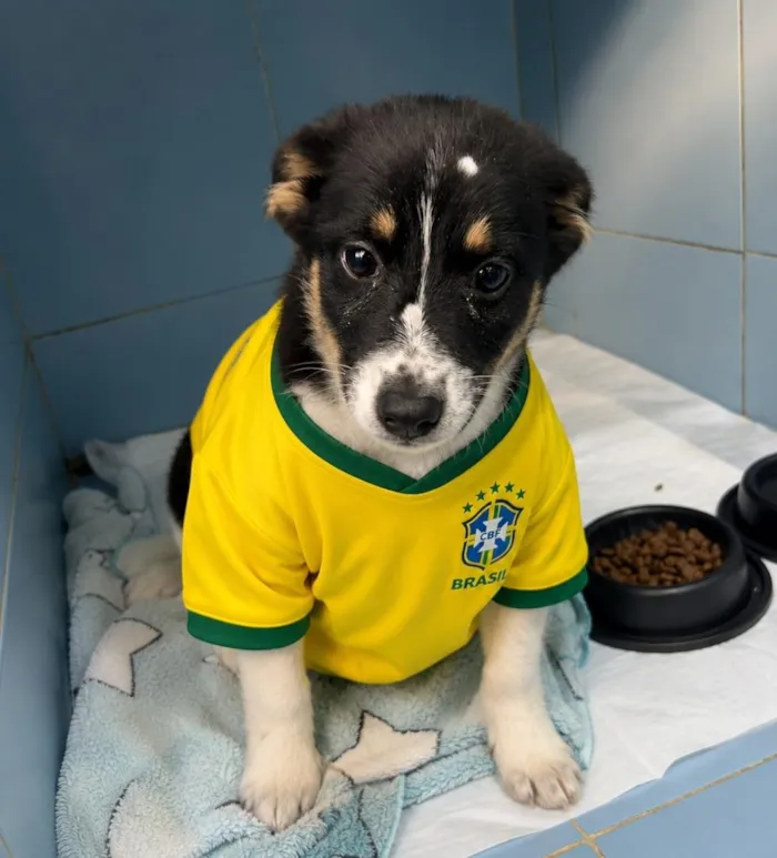Cachorro raça SRD-ViraLata idade 2 a 6 meses nome Arrasca