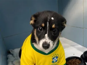 Cachorro raça SRD-ViraLata idade 2 a 6 meses nome Arrasca