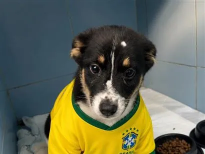 Cachorro raça SRD-ViraLata idade 2 a 6 meses nome Arrasca