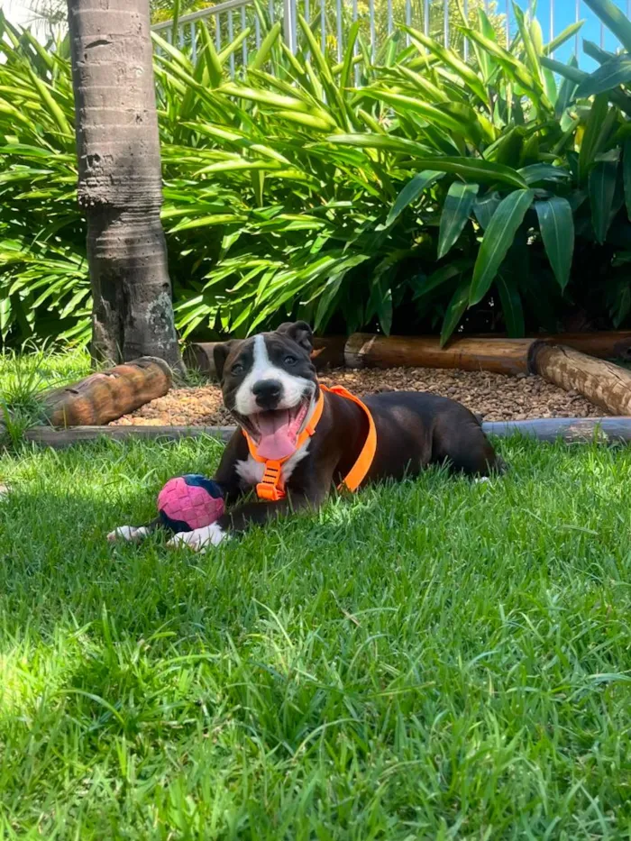 Cachorro raça Pit-Bull idade 7 a 11 meses nome Draco