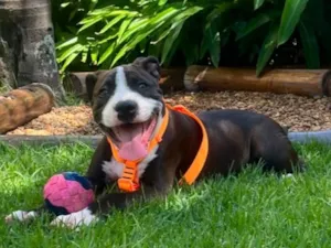 Cachorro raça Pit-Bull idade 7 a 11 meses nome Draco
