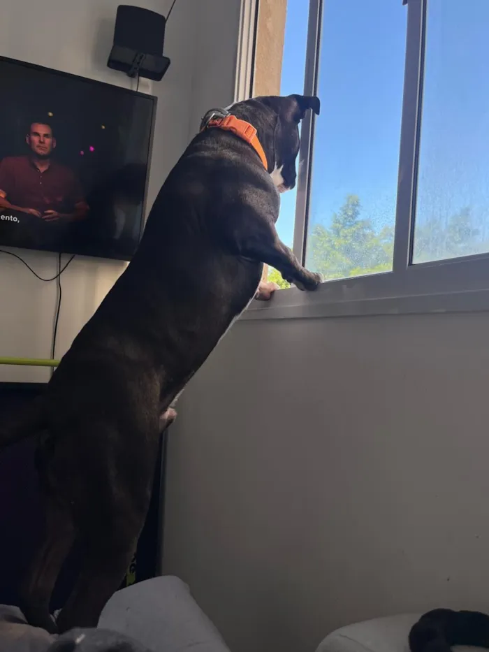 Cachorro raça Pit-Bull idade 7 a 11 meses nome Draco