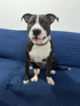 Draco