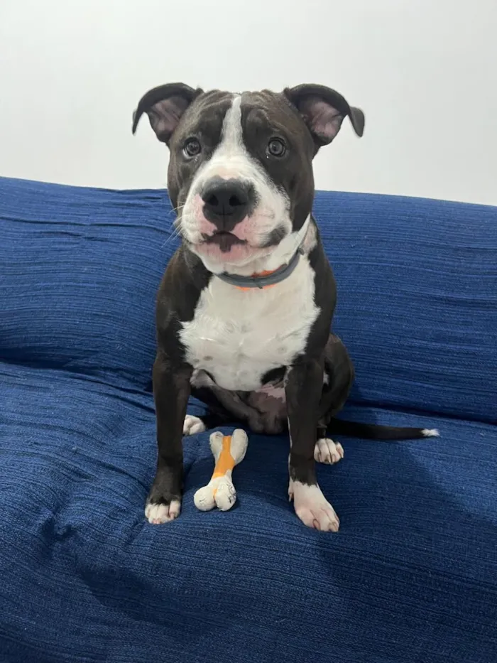 Cachorro raça Pit-Bull idade 7 a 11 meses nome Draco