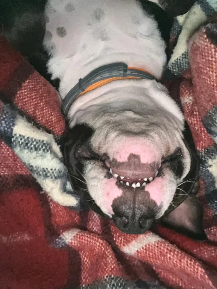 Cachorro raça Pit-Bull idade 7 a 11 meses nome Draco