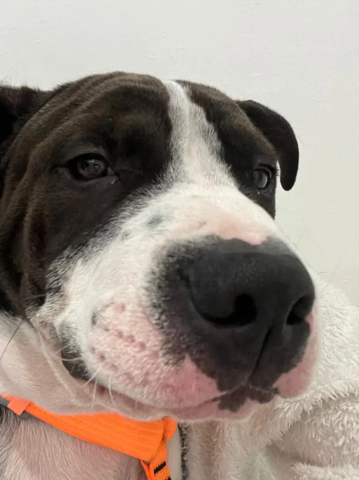 Cachorro raça Pit-Bull idade 7 a 11 meses nome Draco