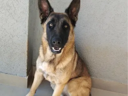 Cachorro raça Pastor Alemão idade 7 a 11 meses nome Sabá