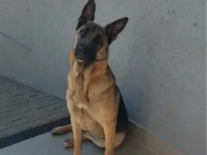 Cachorro raça Pastor Alemão idade 7 a 11 meses nome Lety