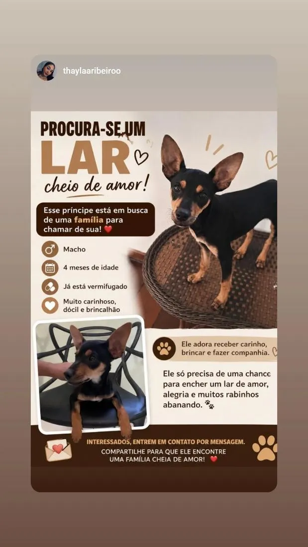 Cachorro raça SRD-ViraLata idade 2 a 6 meses nome Bento Antônio 