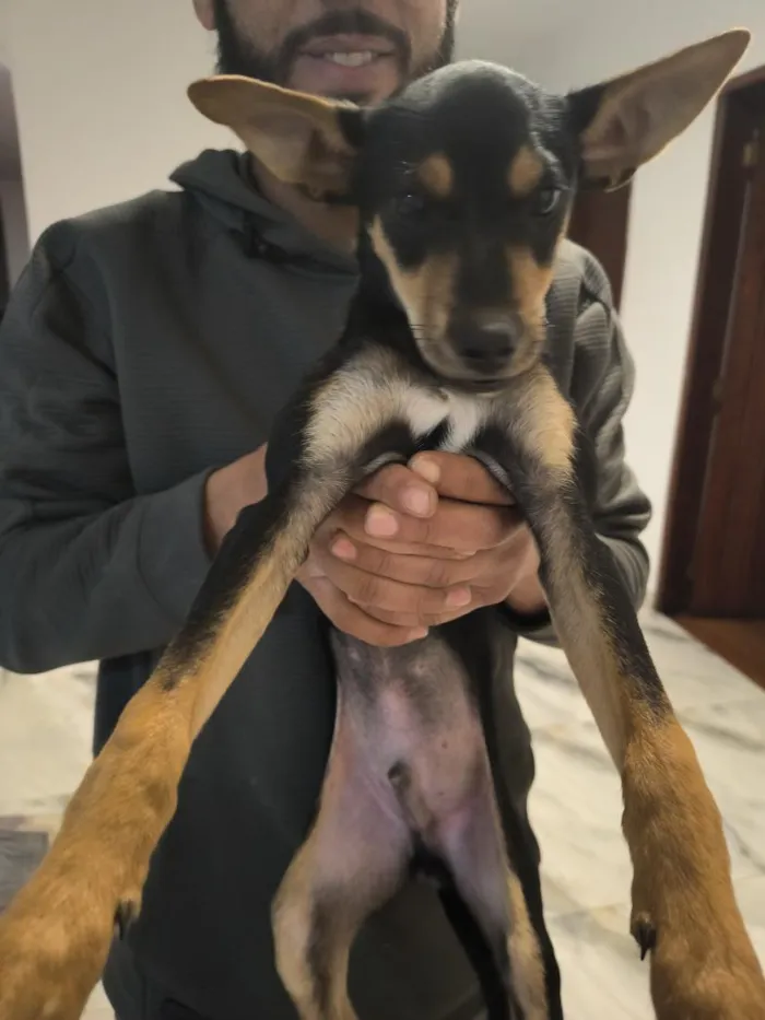 Cachorro raça SRD-ViraLata idade 2 a 6 meses nome Bento Antônio 