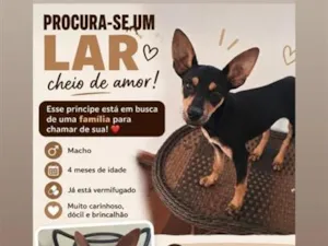Cachorro raça SRD-ViraLata idade 2 a 6 meses nome Bento Antônio 