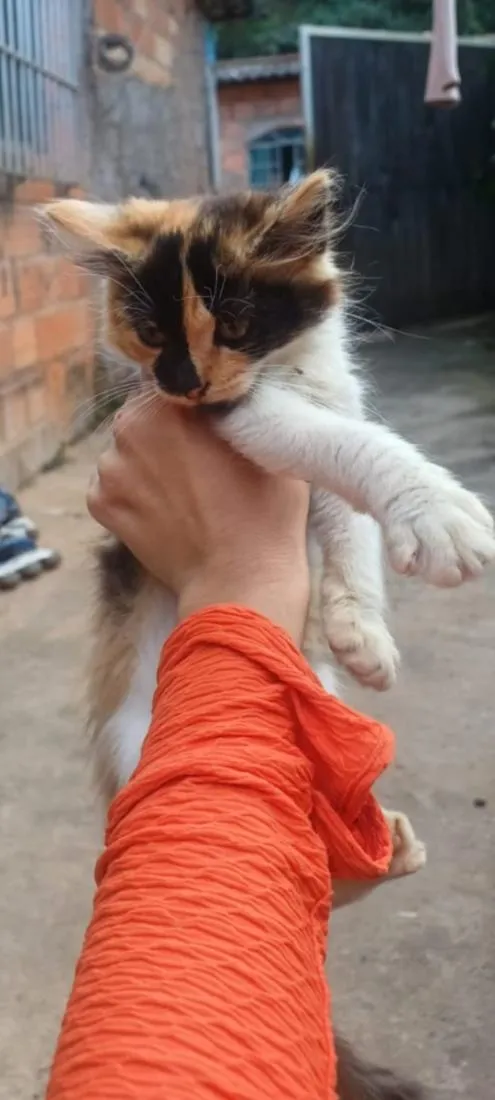 Gato raça SRD-ViraLata idade 2 a 6 meses nome Borboleta