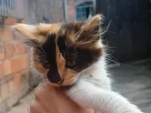 Gato raça SRD-ViraLata idade 2 a 6 meses nome Borboleta