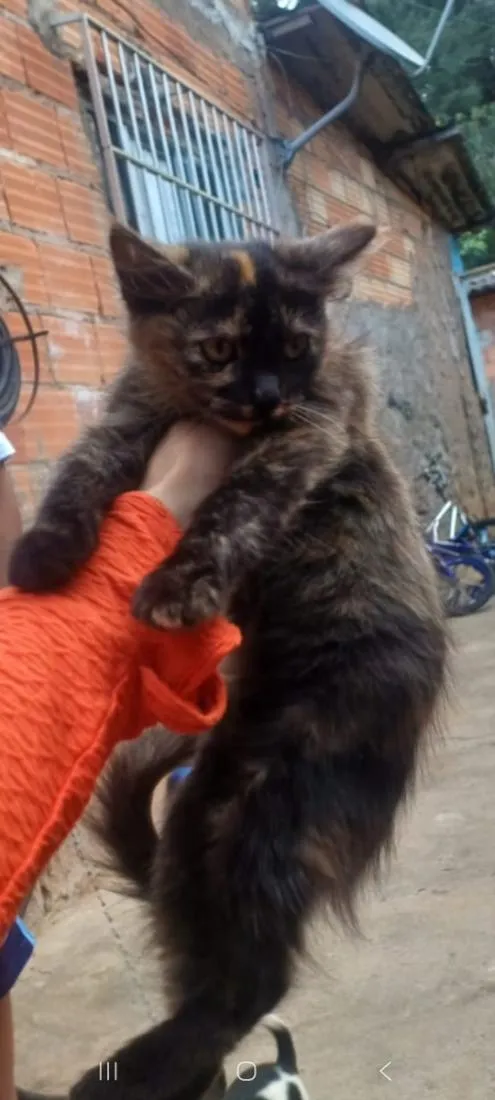 Gato raça SRD-ViraLata idade 2 a 6 meses nome Mariposa