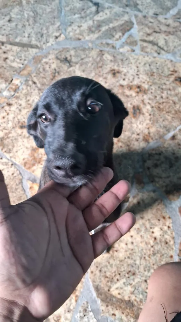 Cachorro raça SRD-ViraLata idade 2 a 6 meses nome Safira