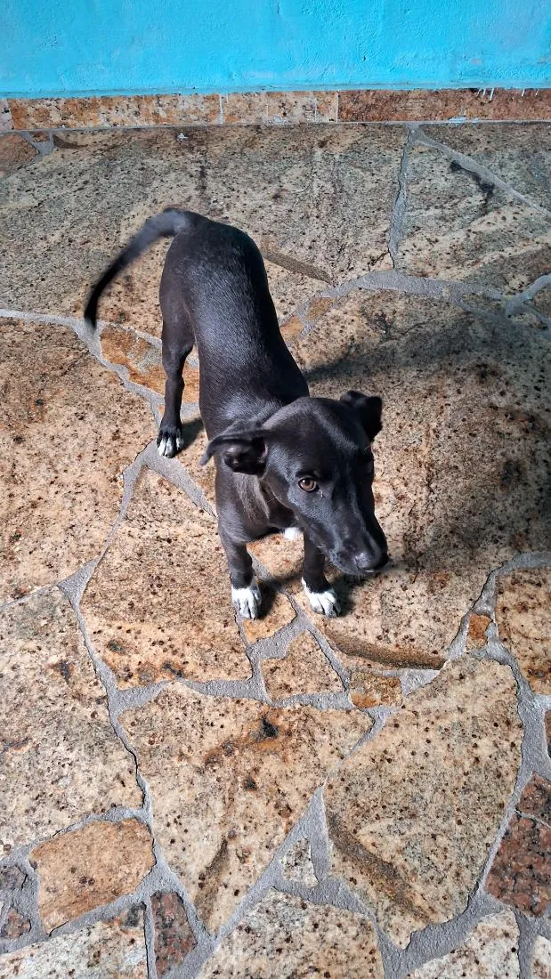 Cachorro raça SRD-ViraLata idade 2 a 6 meses nome Safira