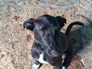 Cachorro raça SRD-ViraLata idade 2 a 6 meses nome Safira