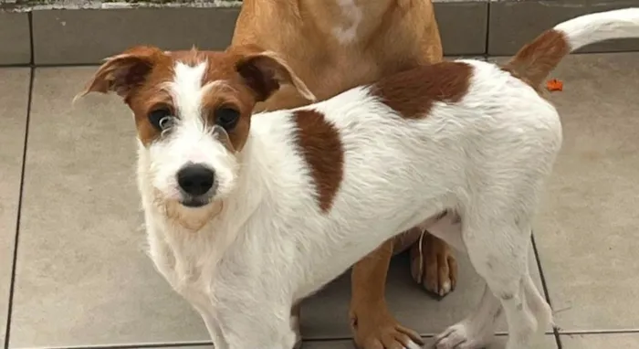 Cachorro raça SRD-ViraLata idade 2 anos nome Chico