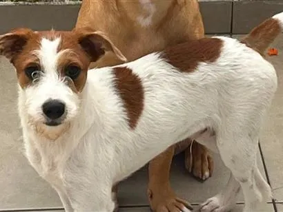 Cachorro raça SRD-ViraLata idade 2 anos nome Chico
