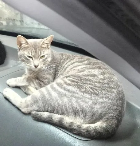 Gato raça SRD-ViraLata idade 1 ano nome Cleo