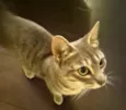 Cleo