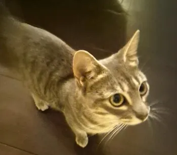Gato raça SRD-ViraLata idade 1 ano nome Cleo