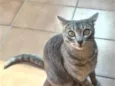 Cleo