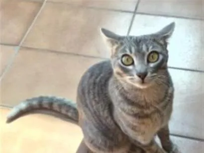 Gato raça SRD-ViraLata idade 1 ano nome Cleo