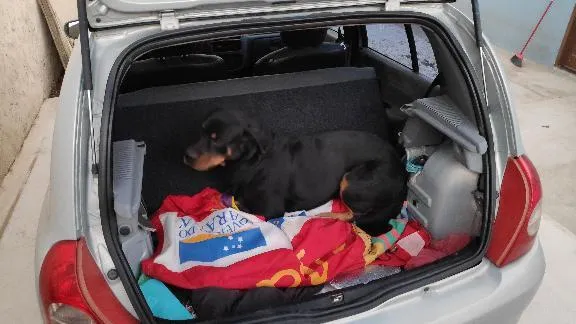 Cachorro raça Rottweiler idade 6 ou mais anos nome Zeus