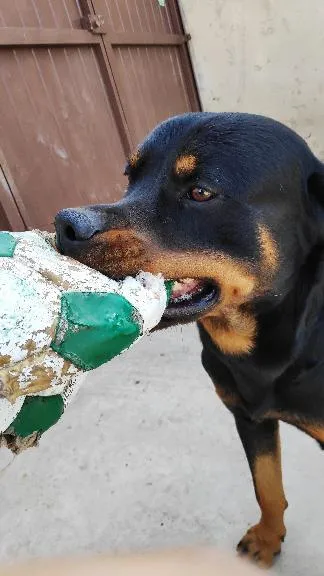 Cachorro raça Rottweiler idade 6 ou mais anos nome Zeus
