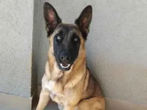 Cachorro raça Pastor Alemão idade 7 a 11 meses nome Sabá