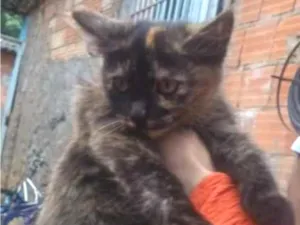 Gato raça SRD-ViraLata idade 2 a 6 meses nome Mariposa