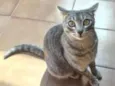 Cleo