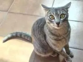 Gato raça SRD-ViraLata idade 1 ano nome Cleo