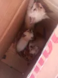 marias