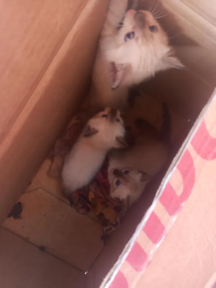 Gato raça SRD-ViraLata idade 2 a 6 meses nome marias