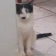 Bigodinha