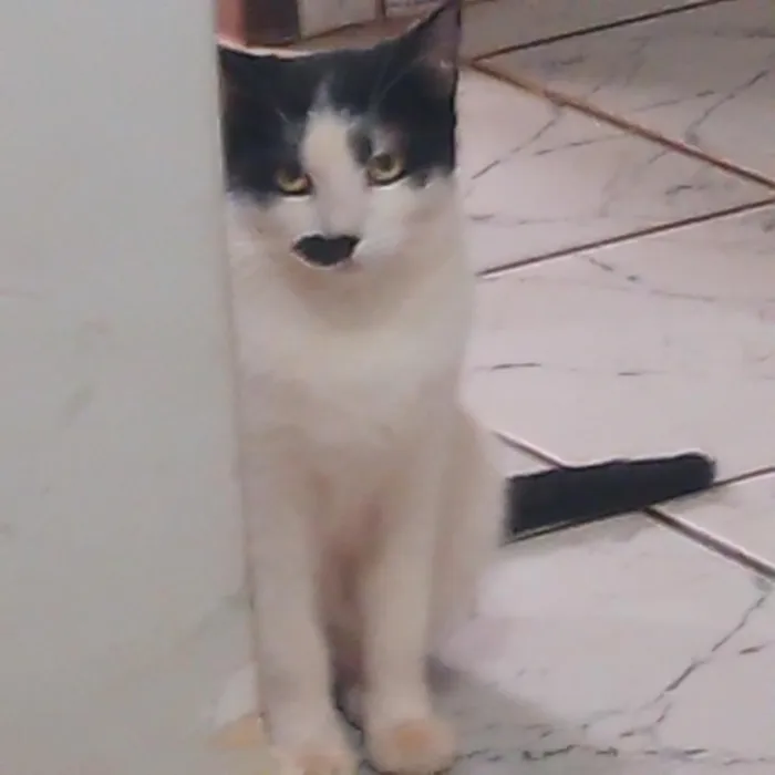 Gato raça SRD-ViraLata idade 7 a 11 meses nome Bigodinha