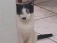 Bigodinha