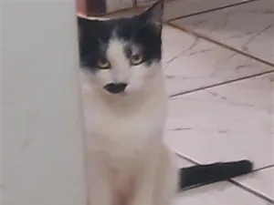 Gato raça SRD-ViraLata idade 7 a 11 meses nome Bigodinha