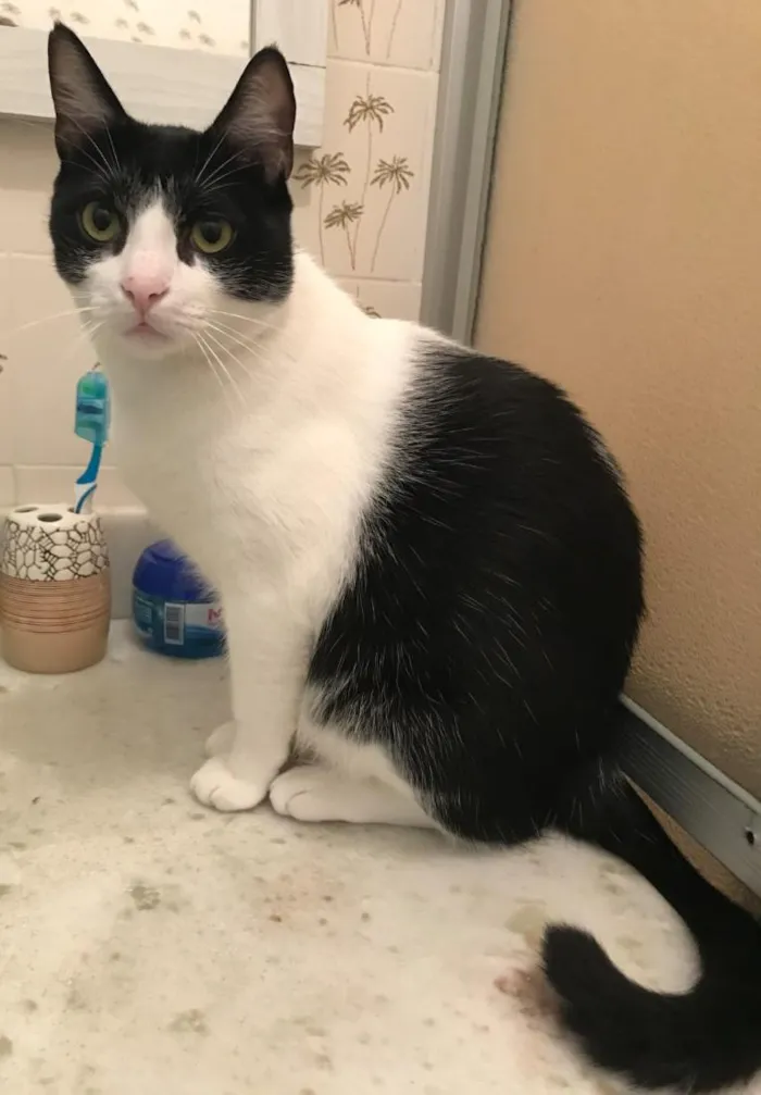 Gato raça SRD-ViraLata idade 6 ou mais anos nome Repolho