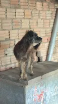 Preta