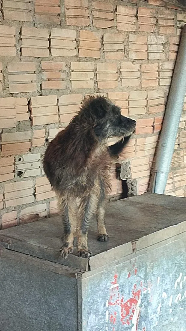 Cachorro raça SRD-ViraLata idade 6 ou mais anos nome Preta