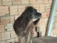 Preta