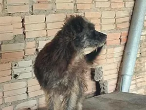 Cachorro raça SRD-ViraLata idade 6 ou mais anos nome Preta
