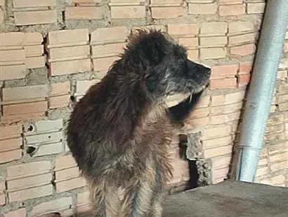 Cachorro raça SRD-ViraLata idade 6 ou mais anos nome Preta