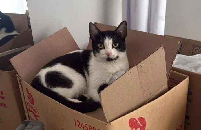 Gato raça SRD-ViraLata idade Abaixo de 2 meses nome Floquinha 