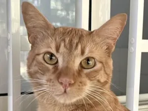 Gato raça SRD-ViraLata idade 1 ano nome Milo 