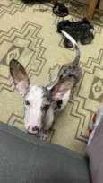 Chico