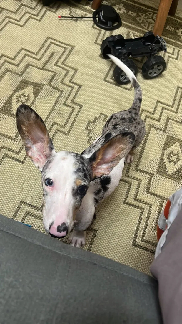 Cachorro raça SRD-ViraLata idade 7 a 11 meses nome Chico